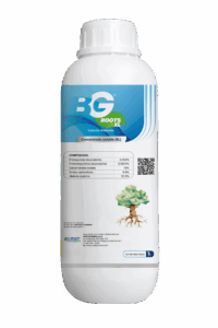 BG ROOTS XL